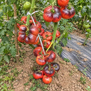 500 Lollipop Pink Tomato, 5 Seeds