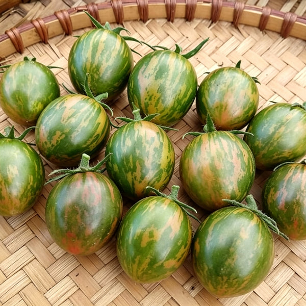 809 Green Bumble Bee Tomato, 5 Seeds