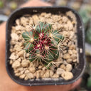 Thelocactus bicolor, 3-4cm