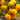 679 Moon Charm Tomato, 5 Seeds
