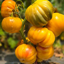 679 Moon Charm Tomato, 5 Seeds