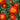 Red Double French Marigold, 200 Seeds