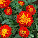 Red Double French Marigold, 200 Seeds