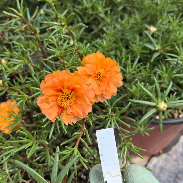 Hezhichun Orange Moss-Rose Purslane Seeds, 1g