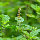Holy Basil, 50 Seeds