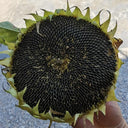 Short-stemmed Oil Sunflower Seeds, 20g