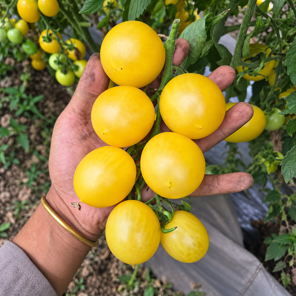 234 Banana Singapore Cream Tomato, 5 Seeds