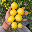 234 Banana Singapore Cream Tomato, 5 Seeds
