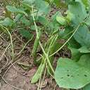 Jack Bean, 50 Seeds