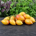 16 MärchenZauber Fairytale Magic Tomato, 5 Seeds