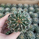 Thelocactus setispinus, 4-5cm