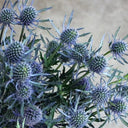 Alpine Eryngo Seeds, 100 Seeds