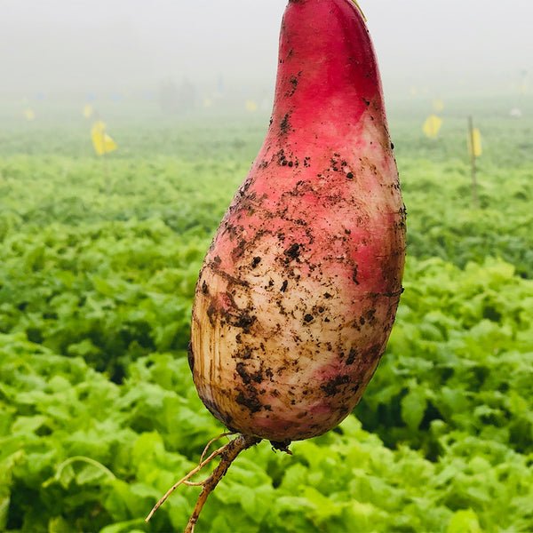 Sweet Pear' Radish Seeds, 10g