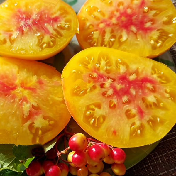 1040 Snowflake Beefsteak Tomato, 5 Seeds
