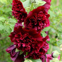 Chater's Double Maroon Hollyhock, 5 Seeds
