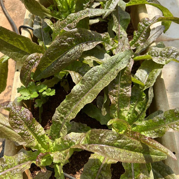 Purple Youmai Cai Seeds, 5g