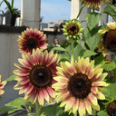 'Magic Flute' Ornamental Sunflower Seeds, 2g
