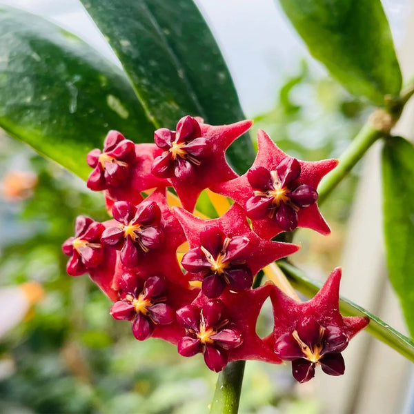 Hoya lobbii, 2 Cuttings