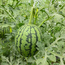 "Meihui 007" Watermelon Seeds, 200 Seeds