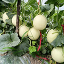 Caidu Jinyu No.12 F1 Melon, 15 Loose Seeds