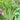 Trident Water Spinach Seeds, 20g
