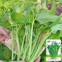 Trident Water Spinach Seeds, 20g