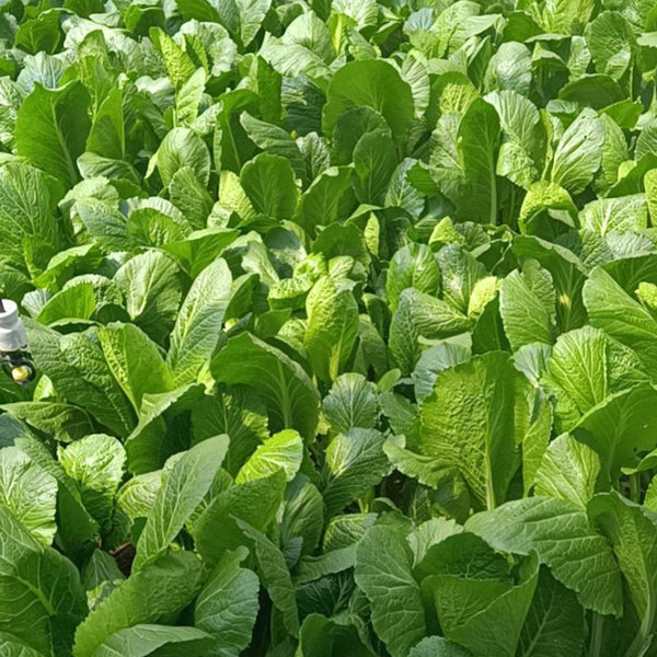 Dwarf Sweet Spring Choi Seeds, 20g