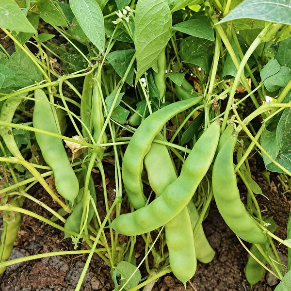 W1365 Early Bush Chinese Oil Bean, 50 Grams ≈ 70 Seeds