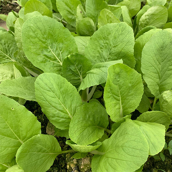 Tianfei Beautiful Pakchoi Seeds, 10g