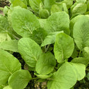 Tianfei Beautiful Pakchoi Seeds, 10g
