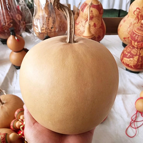 Big Apple Gourd, 5 Seeds