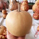 Big Apple Gourd, 5 Seeds