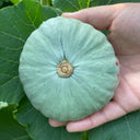Silver Baby Chestnut Pumpkin, 6 Seeds