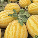 'Jinshuai 02 Golden Robe' Watermelon Seeds, 200 Seeds