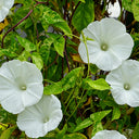 Polar Fox Morning Glory, 3 Seeds