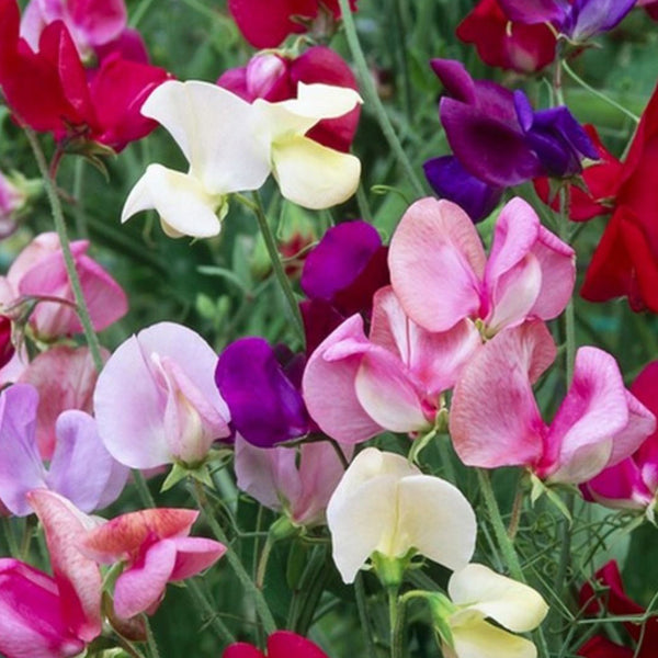 Tall Sweet Pea, Mixed