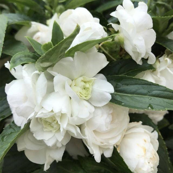 White Garden Balsam Double Flower Seeds, 100 Seeds
