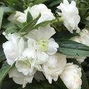 White Garden Balsam Double Flower Seeds, 100 Seeds