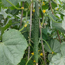 'Emerald Heart' Cucumber Seeds, 3g