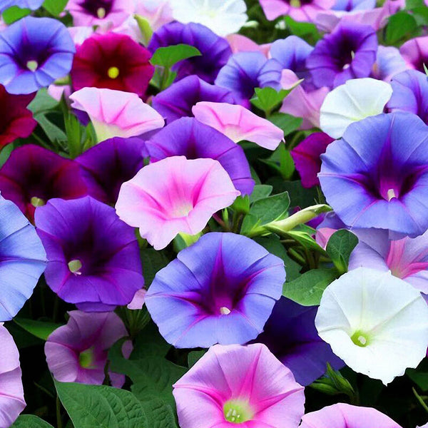 Mixed Color Morning Glory Seeds, 200 Seeds
