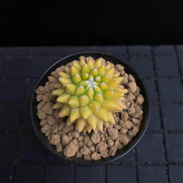 Variegated Mammillaria Live Cactus