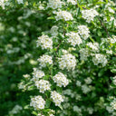 Red Firethorn, 100 Seeds