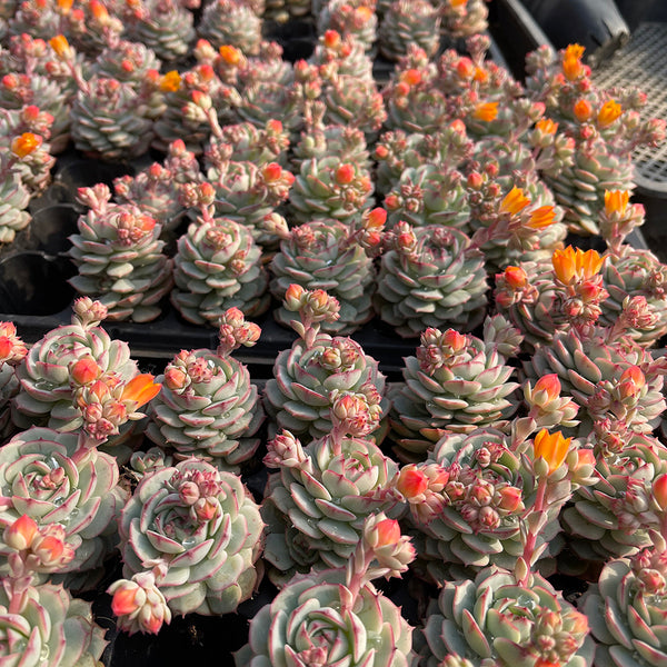 Echeveria derenbergii Captain Hay, 1pc x 1-head