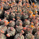 Echeveria derenbergii Captain Hay, 1pc x 1-head