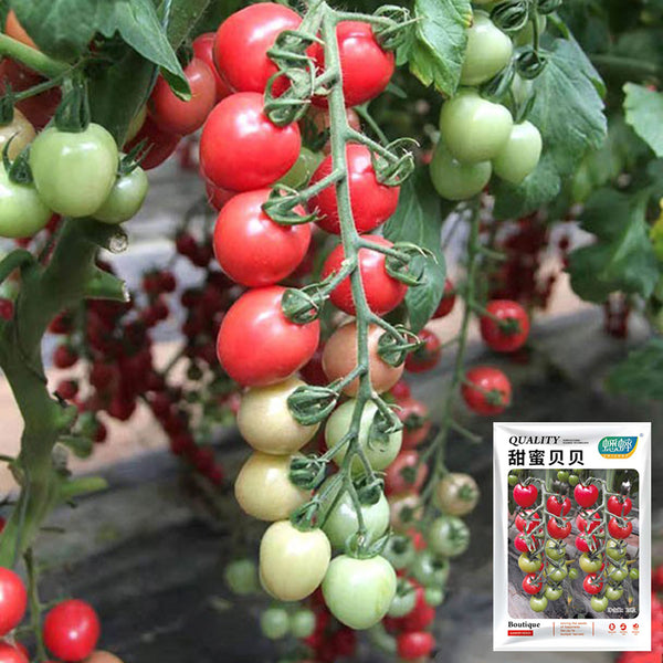 'Sweet Ruby Gem' Cherry Tomato Seeds, 20 Seeds
