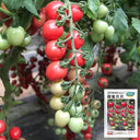 'Sweet Ruby Gem' Cherry Tomato Seeds, 20 Seeds