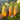 937 Black Tulip Tomato, 5 Seeds