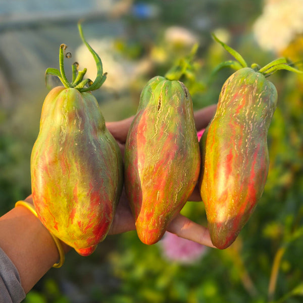 937 Black Tulip Tomato, 5 Seeds