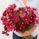 Evening Gown Red Cosmos Seeds, 2g