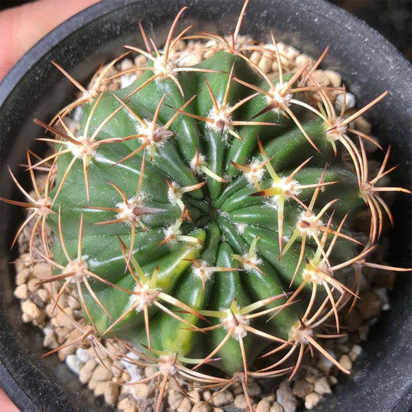 Echinopsis obrepanda, 3-4cm